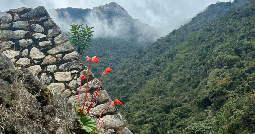 Peru cloud forest Inca ruins red flowers
